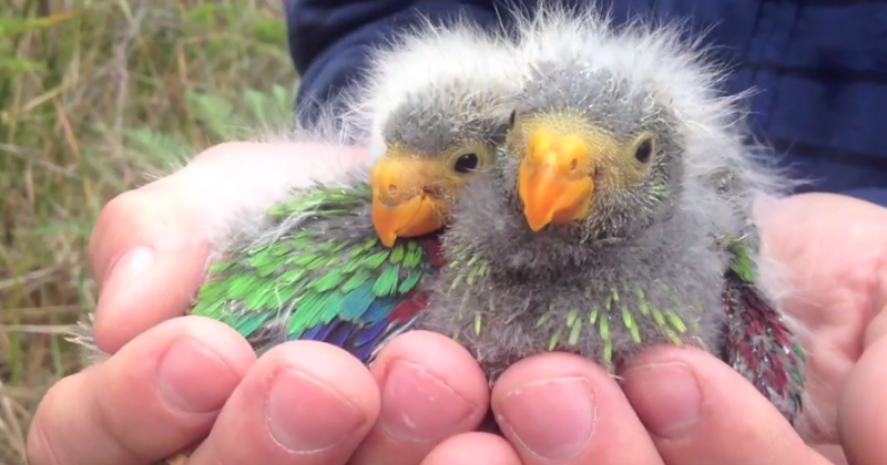 Protect swift parrots now or we'll lose them forever, ANU academics warn