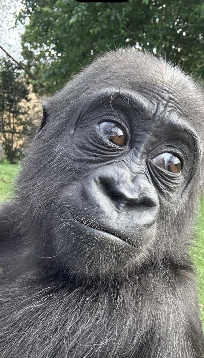 A photograph of a gorilla