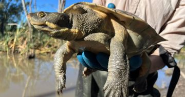 Murrumbidgee environmental water flows are benefitting fragile turtle populations