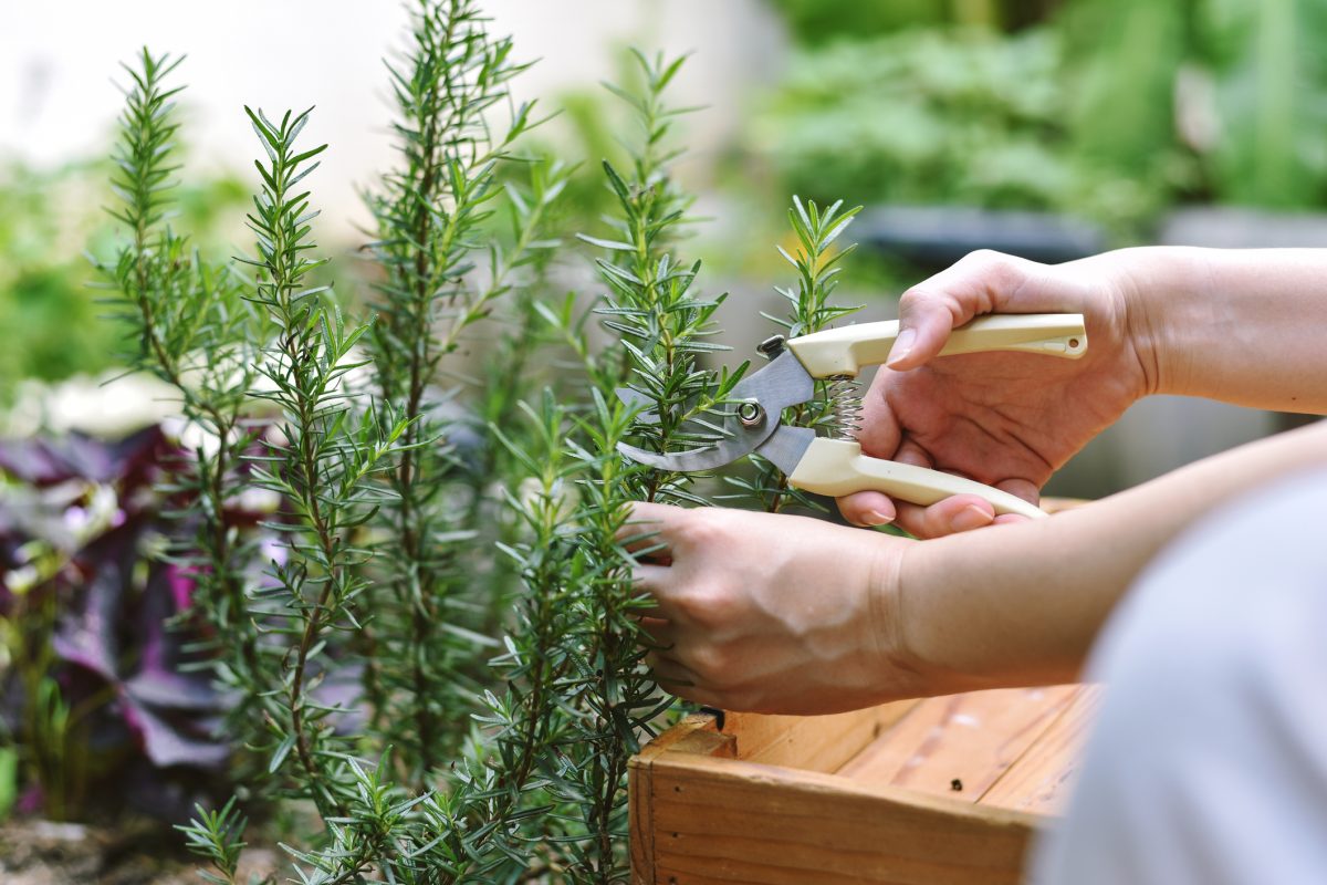 hands holding secateurs trimming plant