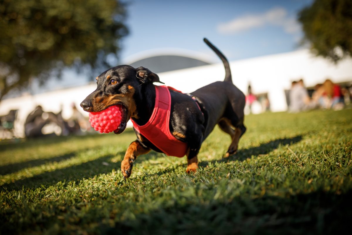 Dog running while holding a ball with its mouth