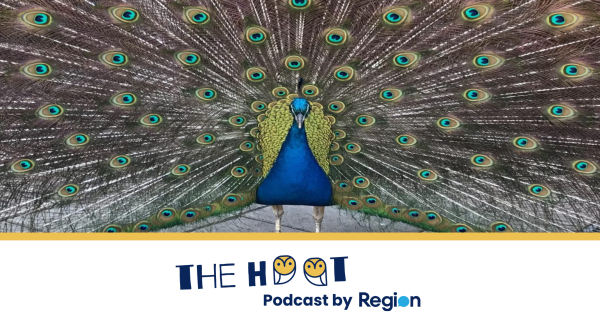 PODCAST: The Hoot on drugs in the water, paying for your oldies and jet-setting pets