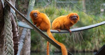 Junior and Kindy Zookeeper for a Day at Mogo Wildlife Park