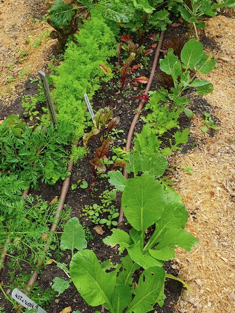 line of seedlings