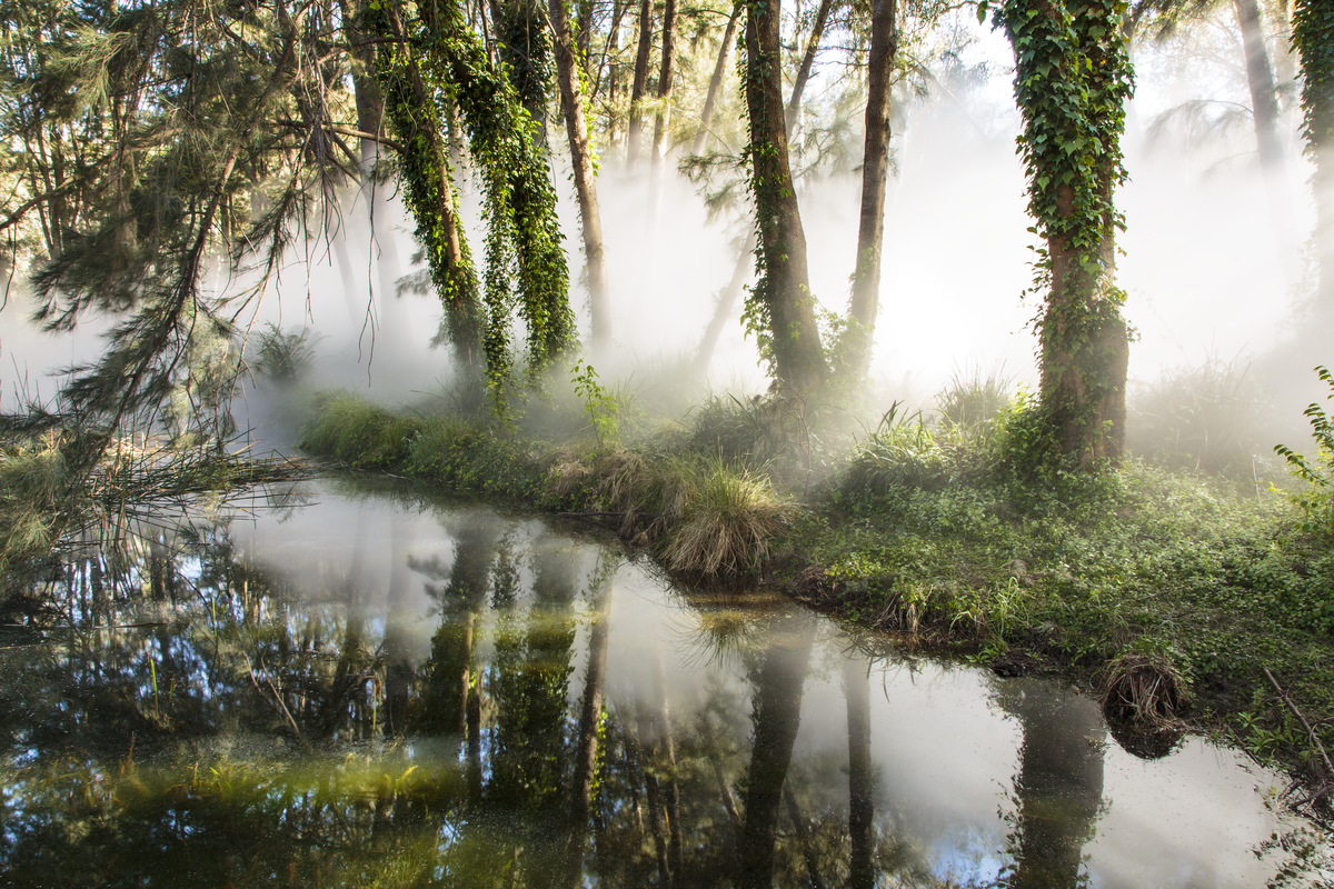 water garden