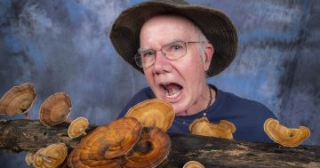 How an obsession with fungi put a NSW photographer and a filmmaker on the world stage