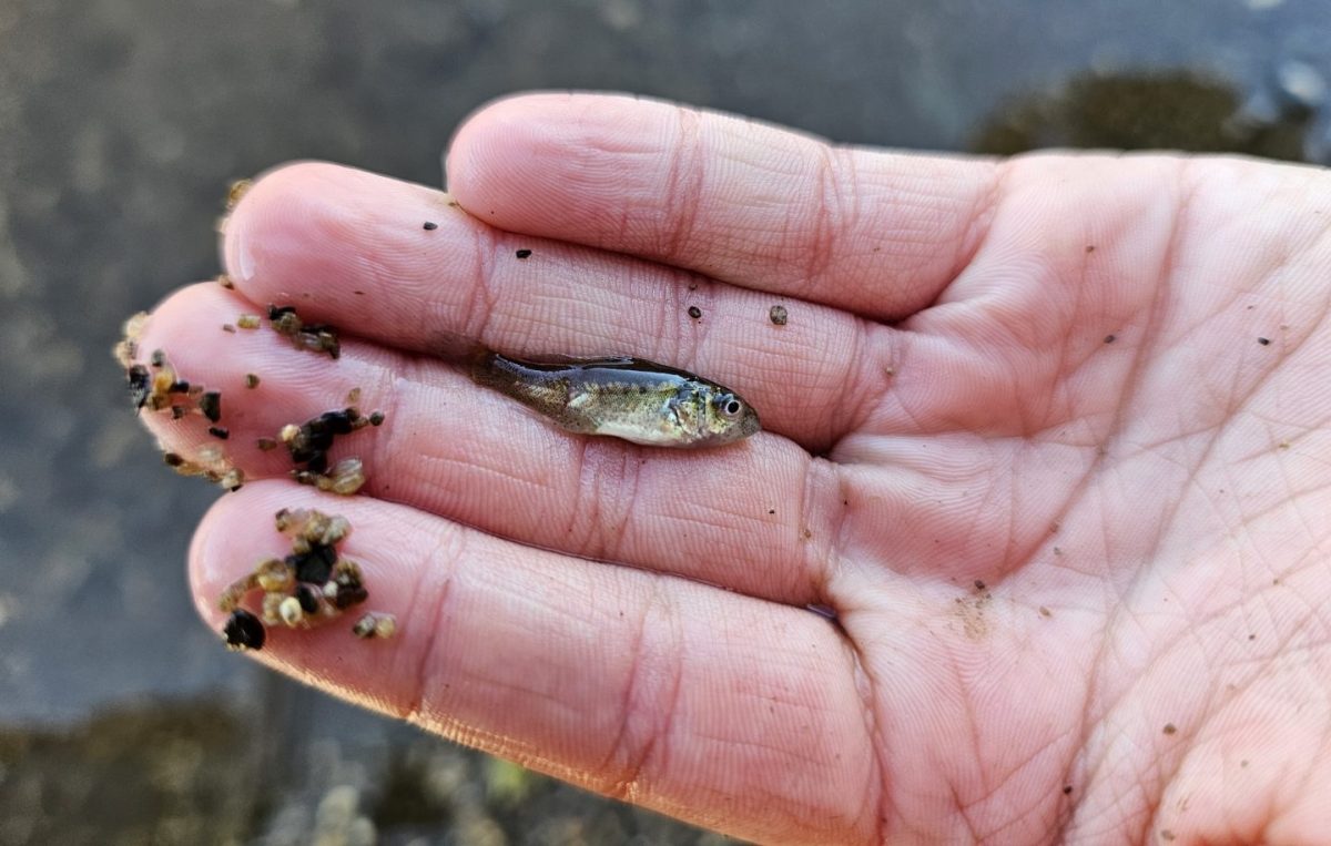 golden perch fingerling on hand