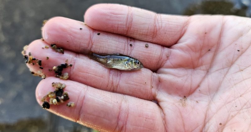 Thousands of new native fish a win for Murrumbidgee waters