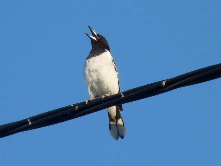 Have you heard the butcherbird's song? | Riotact