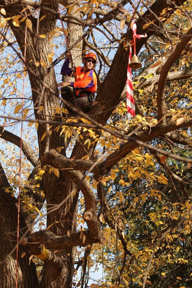 Competitive tree climbing