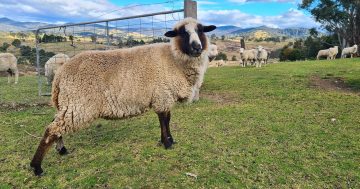 Bega Valley farmer explains why wool doesn't shrink when it's on the sheep