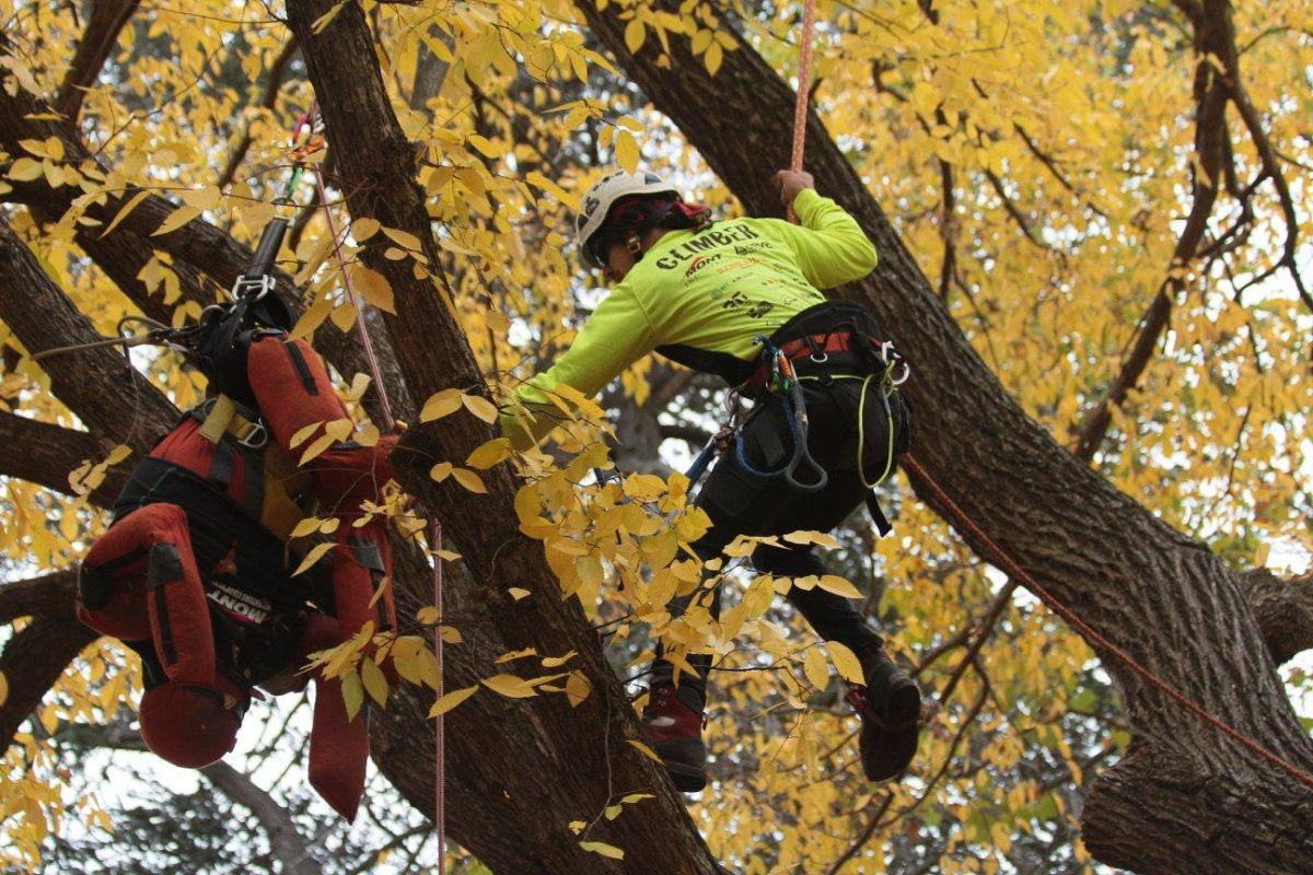 Competitive tree climbing.