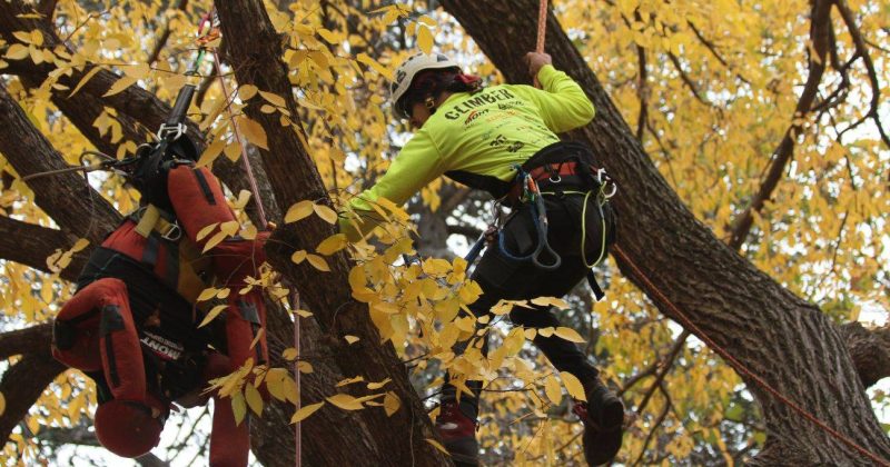 Arborists to show off tree climbing skills in official ACT championships