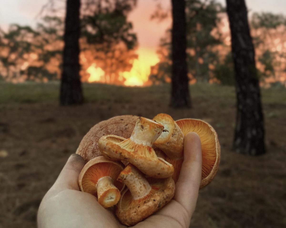 A handful of orange mushrooms against a sunset and pine trees.