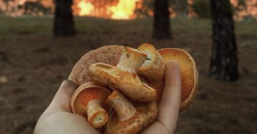 'Just don't do it' doesn't work when it comes to foraging in Canberra