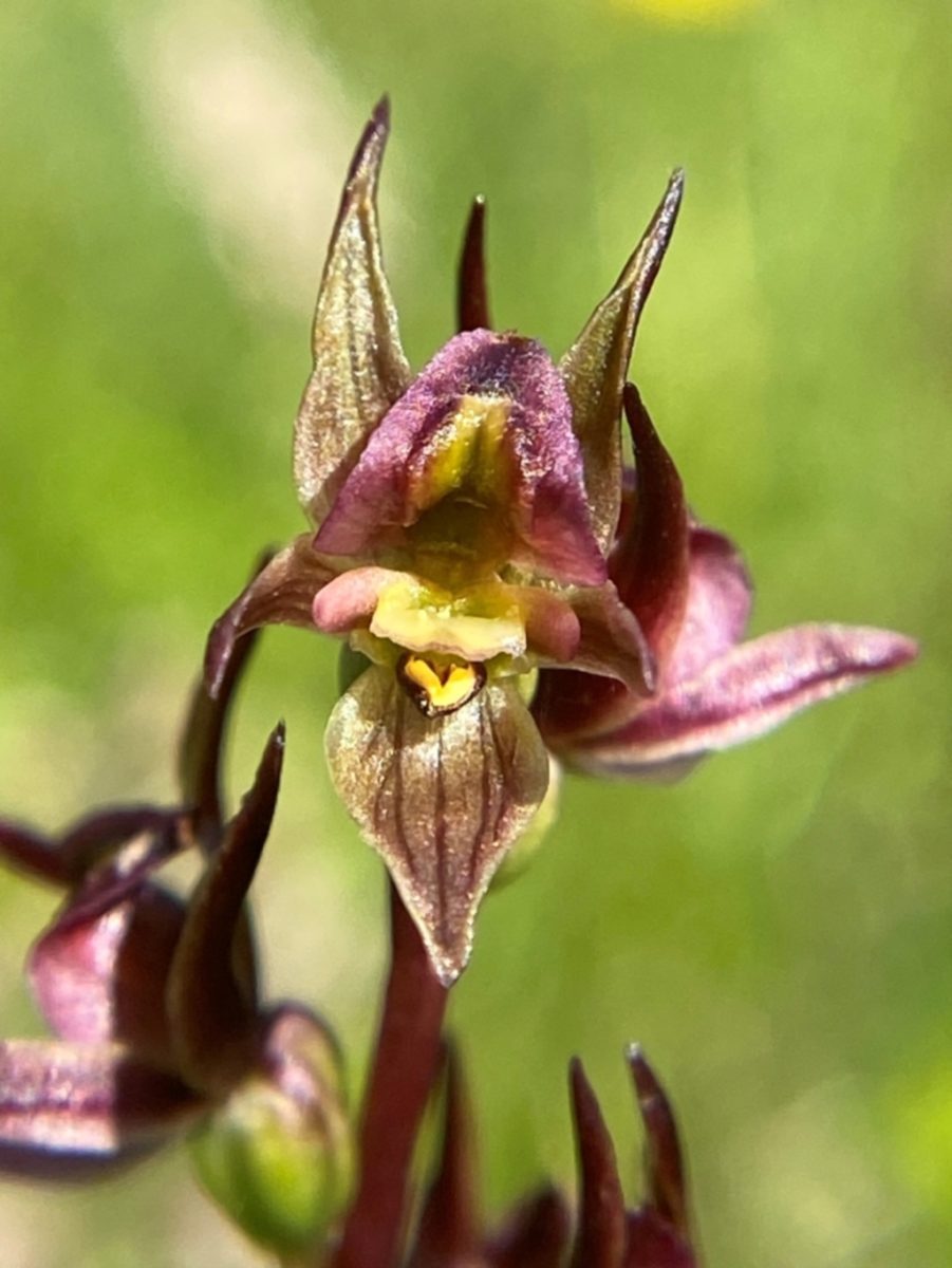close-up of orchid