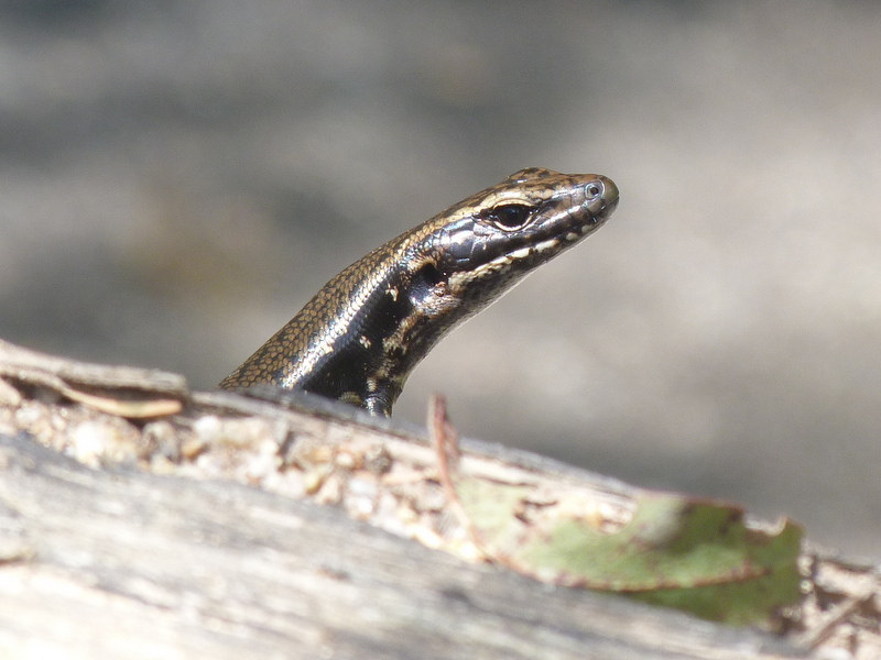 Alpine Water Skinks 