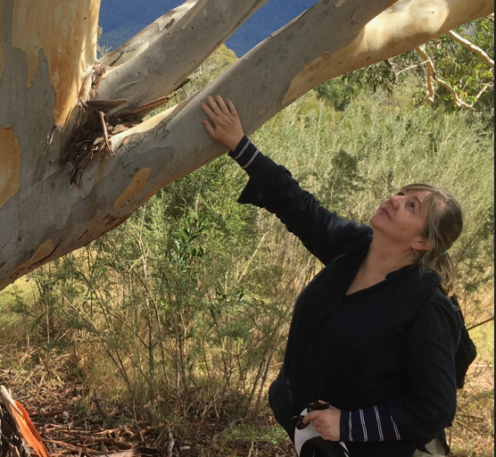 Woman looking at and touching a large gum tree