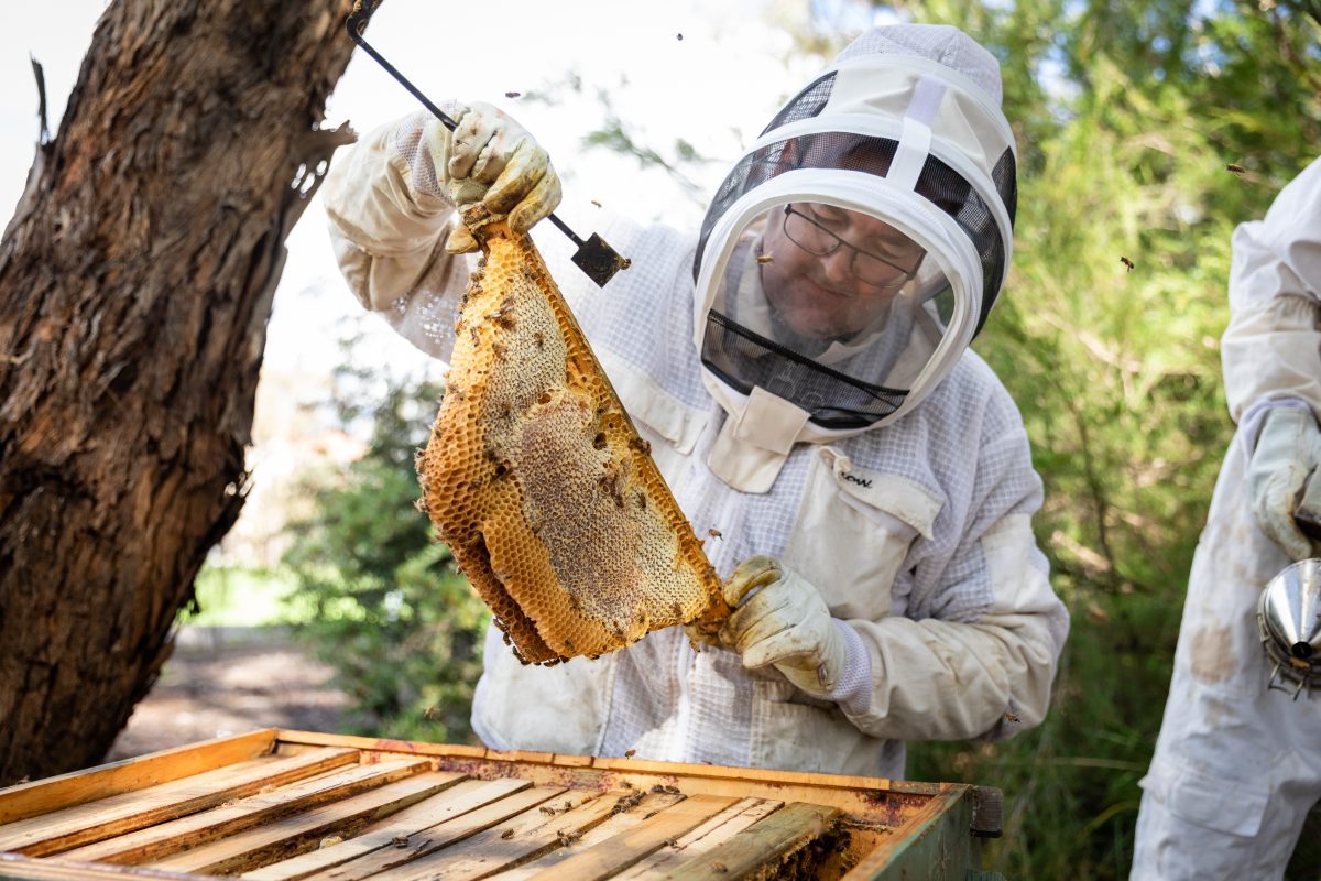 Man checking bee hives