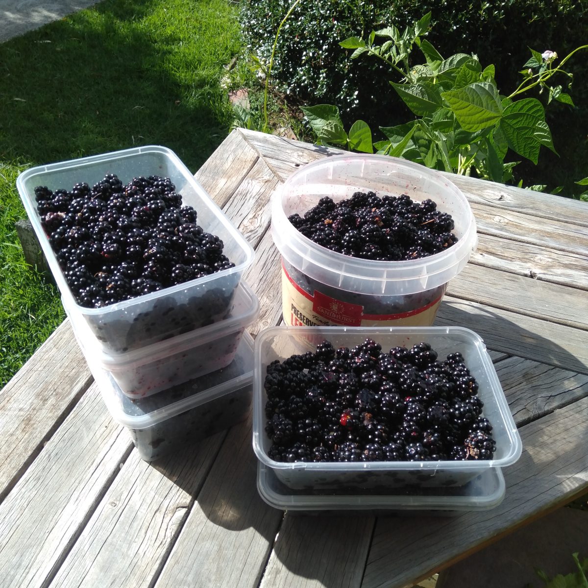 Takeaway containers of blackberries.