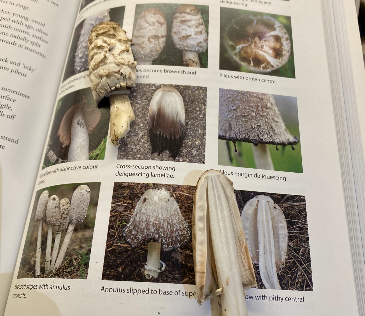 A book open to a page with different photos of mushrooms, and two mushrooms on top of the page for comparison.