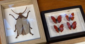 If you thought origami was impressive, wait until you see these 'cruelty-free' paper insects