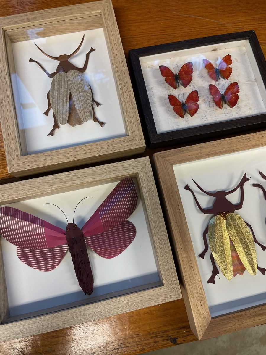 paer insects in frames