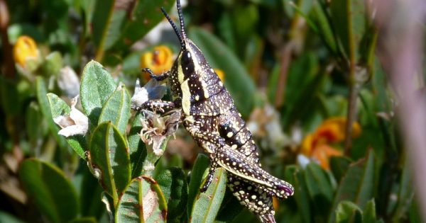 The ingenious ways animals survive the Canberra winter