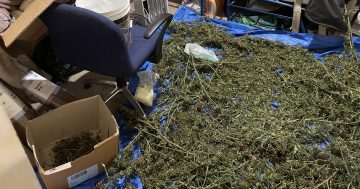 Police seize nearly 50 kg of dried cannabis, as well as 65 plants, in Tuggeranong raids