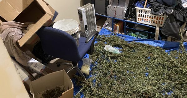 Police seize nearly 50 kg of dried cannabis, as well as 65 plants, in Tuggeranong raids