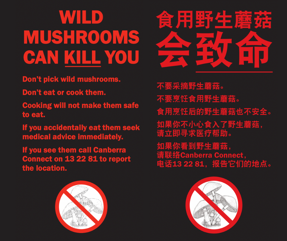 Government flyer in English and simplified Chinese that reads "wild mushrooms can kill you" with further text.