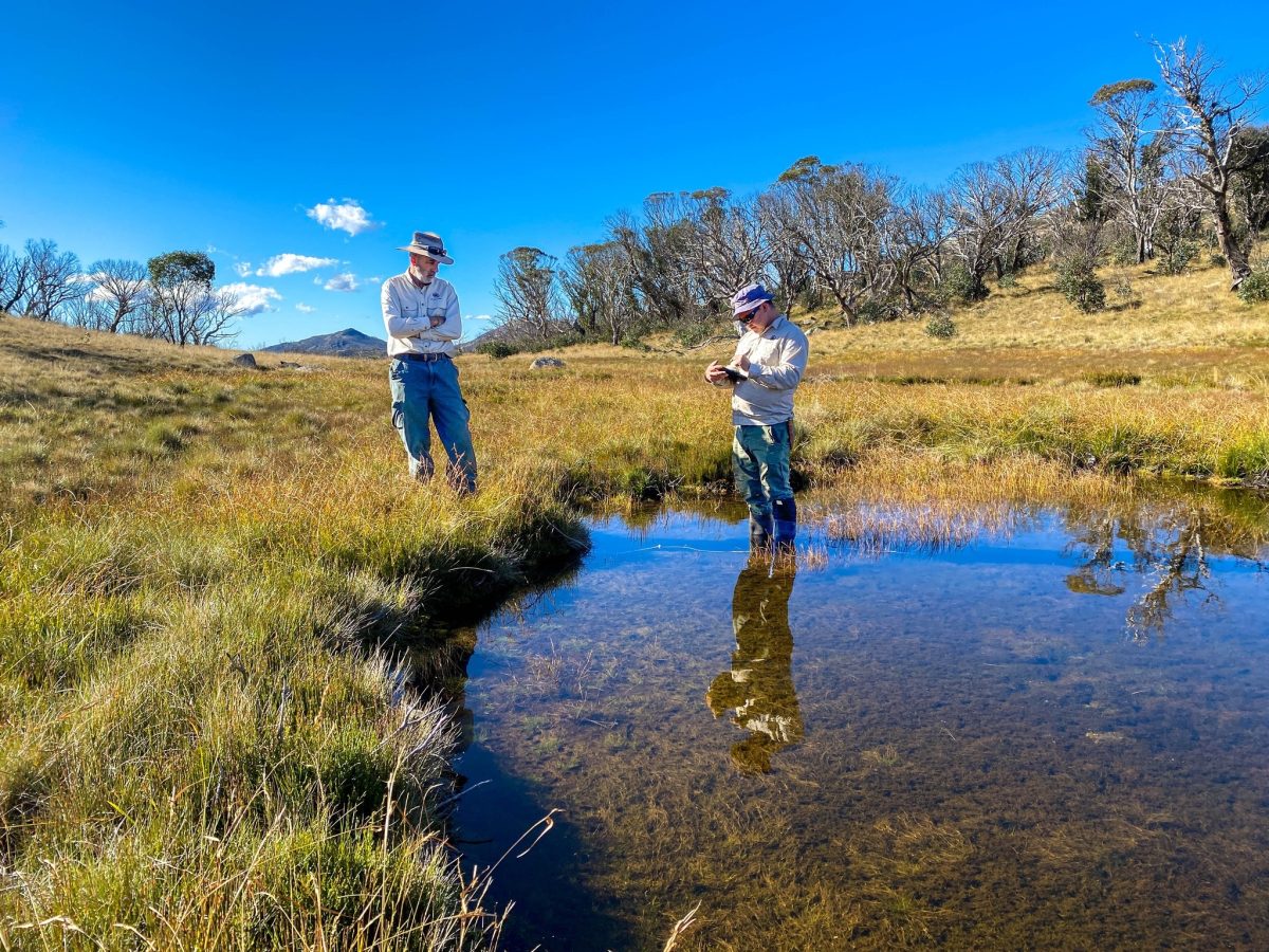 researchers standing in an alpine wetland in Canberra