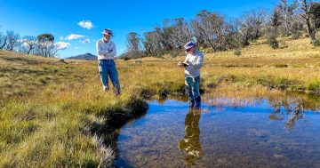 Alpine bogs, fens management key to protecting six uplisted endangered species