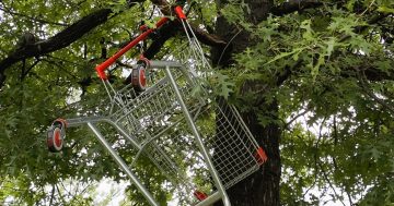 The weirdest places Canberra's shopping trolleys have been found