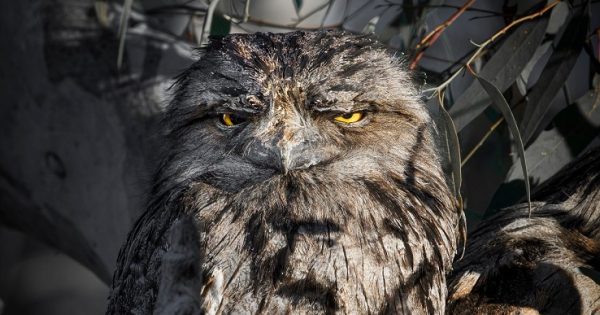 New photographic exhibition shows Canberra region's best, natural side