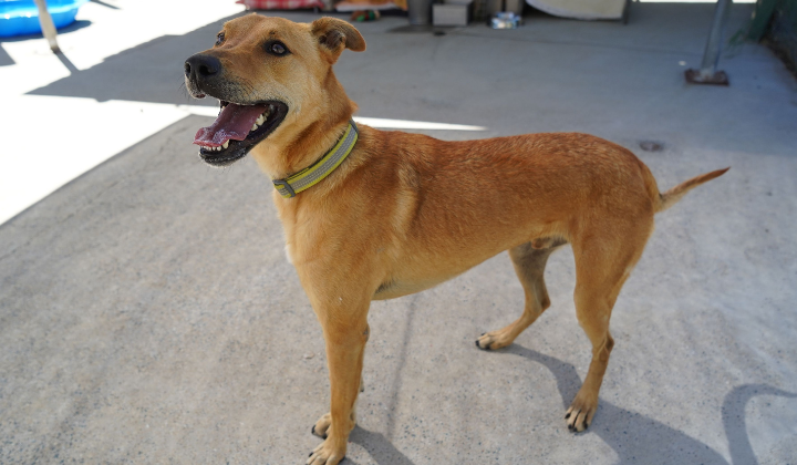 beautiful blonde kelpie