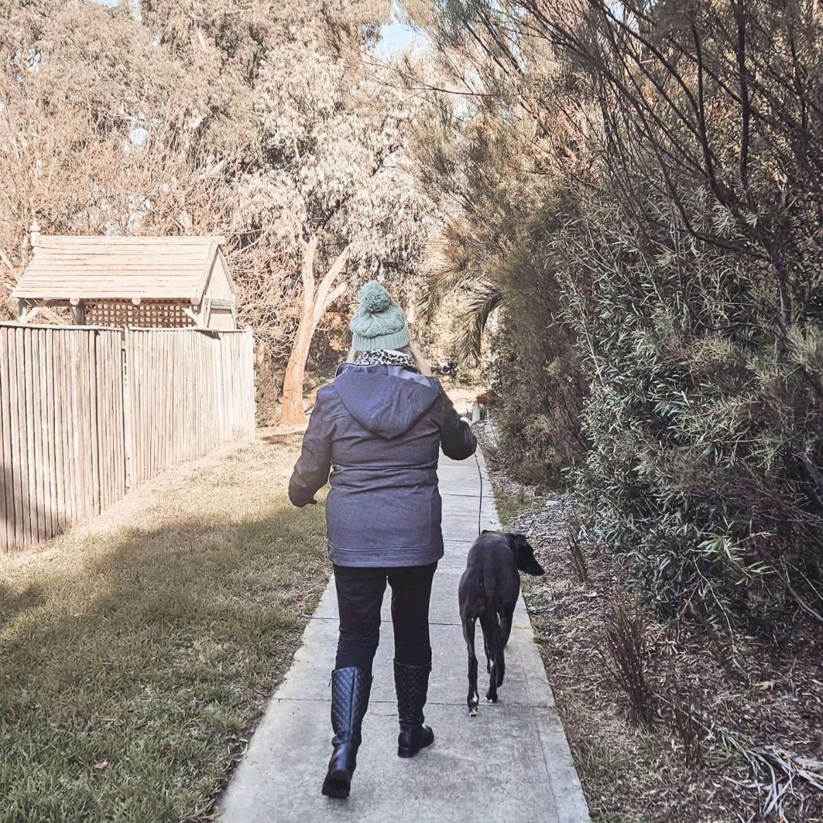 Alison Lewis walking Silver the greyhound 