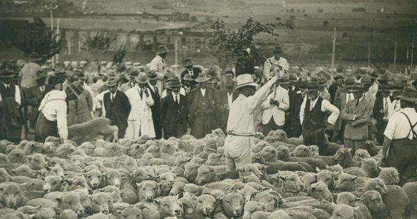 Goulburn's Peter Dew reflects on 50-plus years of selling livestock