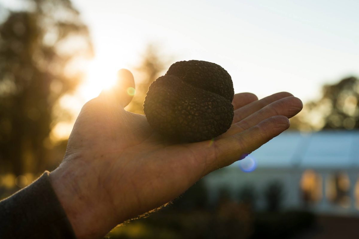 Hand holding a truffle with sunlight behind.