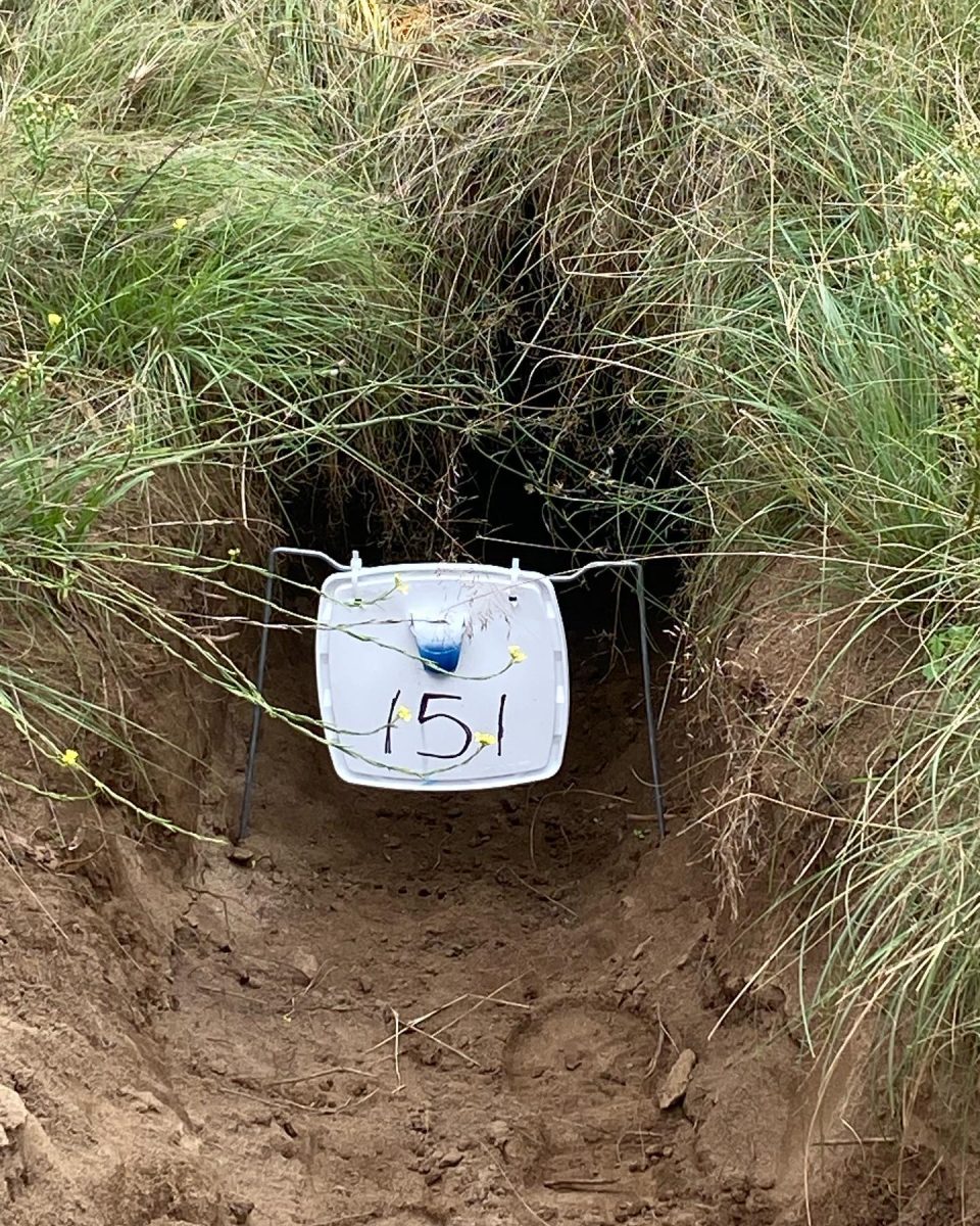 Medication flap at the entrance to a burrow. 