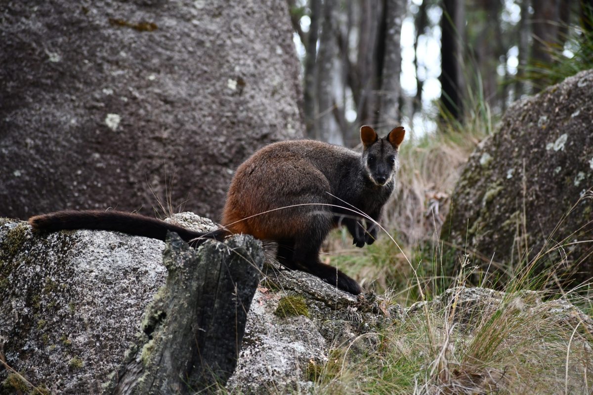 wallaby