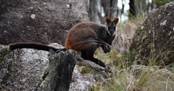 Tidbinbilla sanctuary opened to protect endangered symbol of the ACT, paving way for species' reintroduction