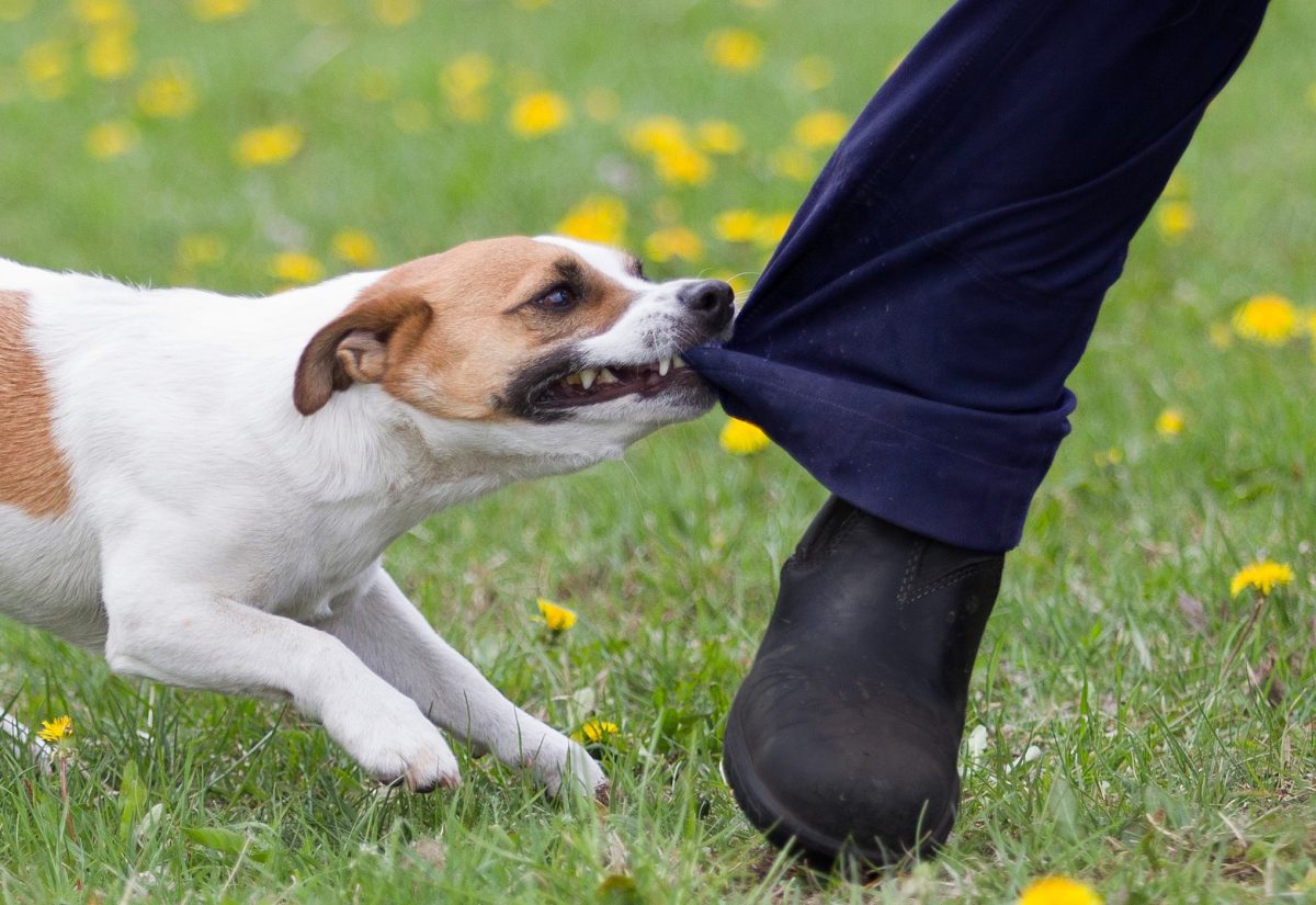 Dog attacks a pant leg