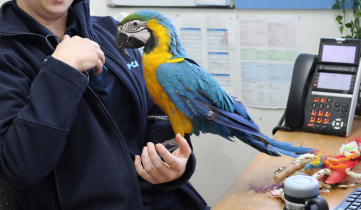 Hector the macaw