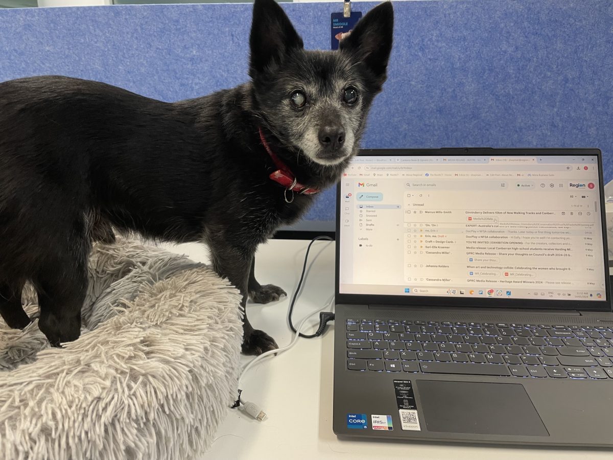 Blind dog in front of a laptop