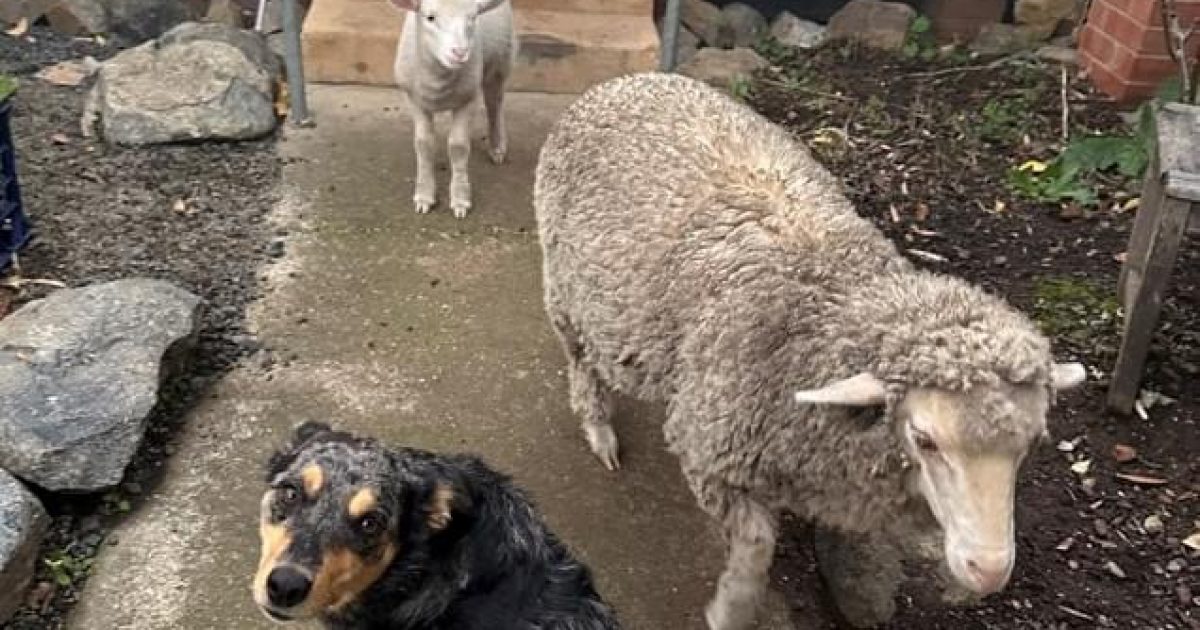 Lamb gambols on joining the good life – in Binalong lock-up | Riotact