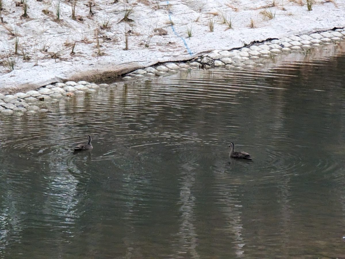 ducks on a lake