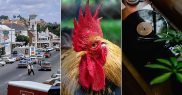 QUIZ: Can you keep a rooster in your backyard? Plus 9 other questions this week