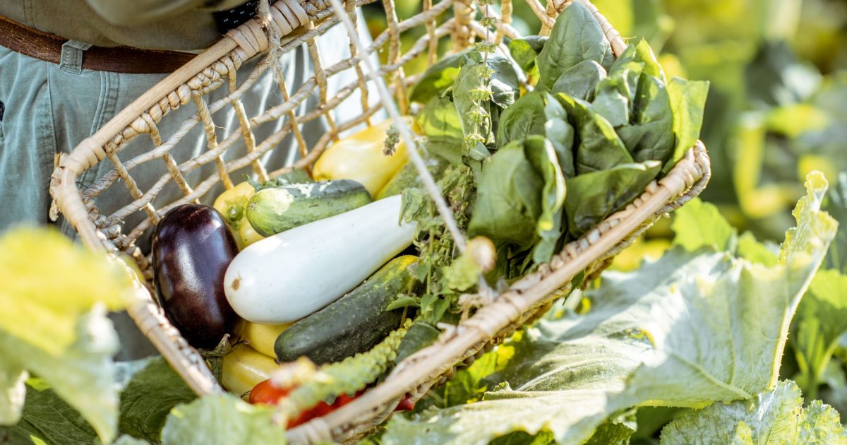 Perfectly planned veggie patches are out, ‘chaos gardening’ is in | Riotact