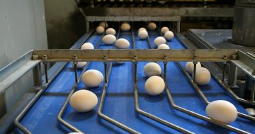 Bird flu contamination confirmed at Canberra farm, supermarkets impose egg buying limits